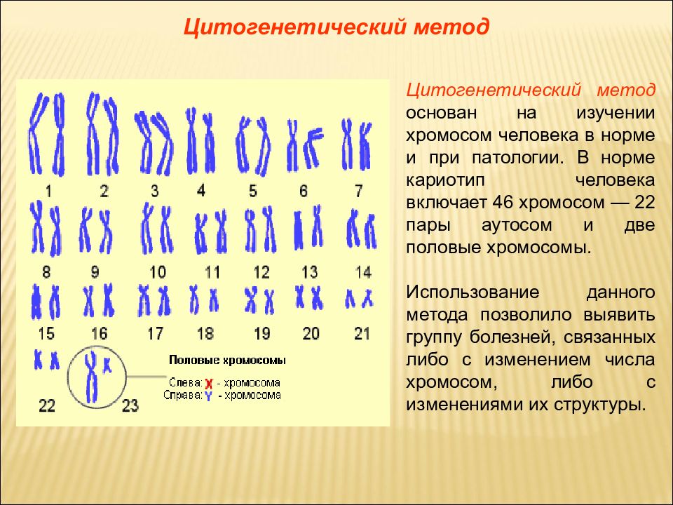 Презентация цитогенетика человека биология 10 класс