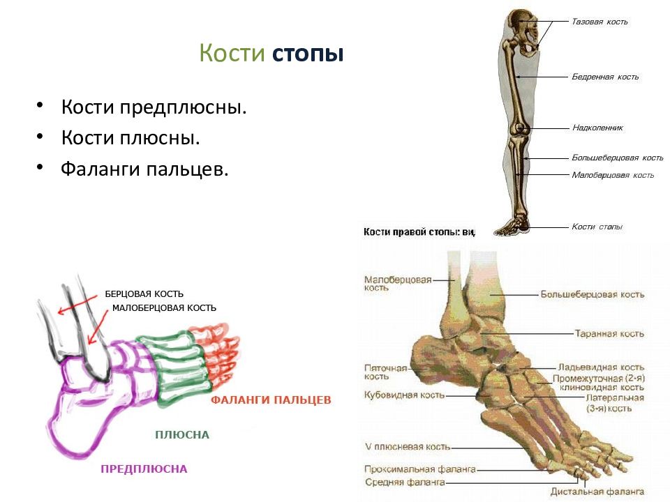 Строение стопы фото с описанием. Предплюсна кость стопы. Строение стопы плюсна предплюсна. Кости плюсны стопы. Кости предплюсны стопы человека.