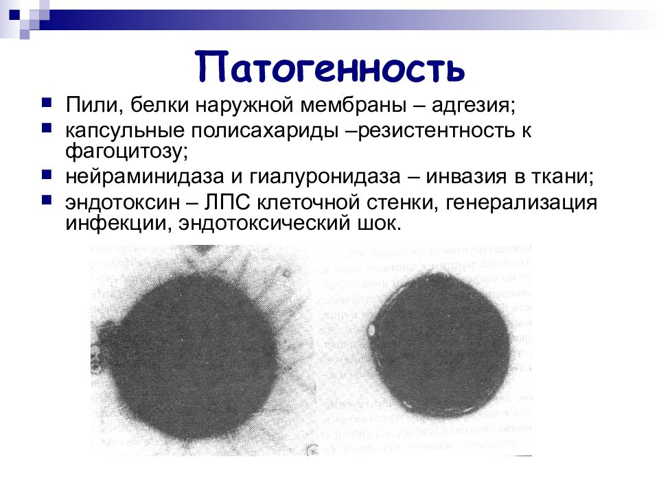 Патогенные кокки презентация