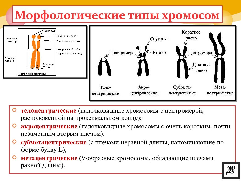 Примеры хромосом. Метафазная акроцентрические хромосомы. Акроцентрические хромосомы это в генетике. Строение хромосом их типы. Акроцентрические хромосомы строение.