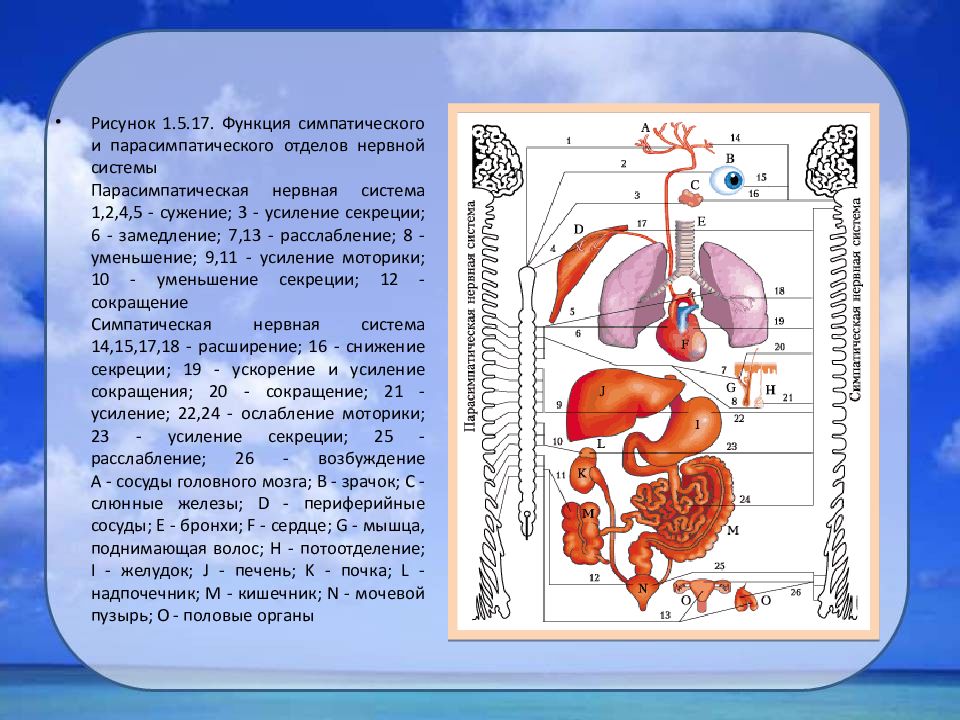 Уменьшает вентиляцию легких симпатическая или парасимпатическая. Симпатическая нервная система сердце. Симпатический и парасимпатический отделы нервной системы. Симпатический и парасимпатический отделы функции. Симпатическая и парасимпатическая нервная система.