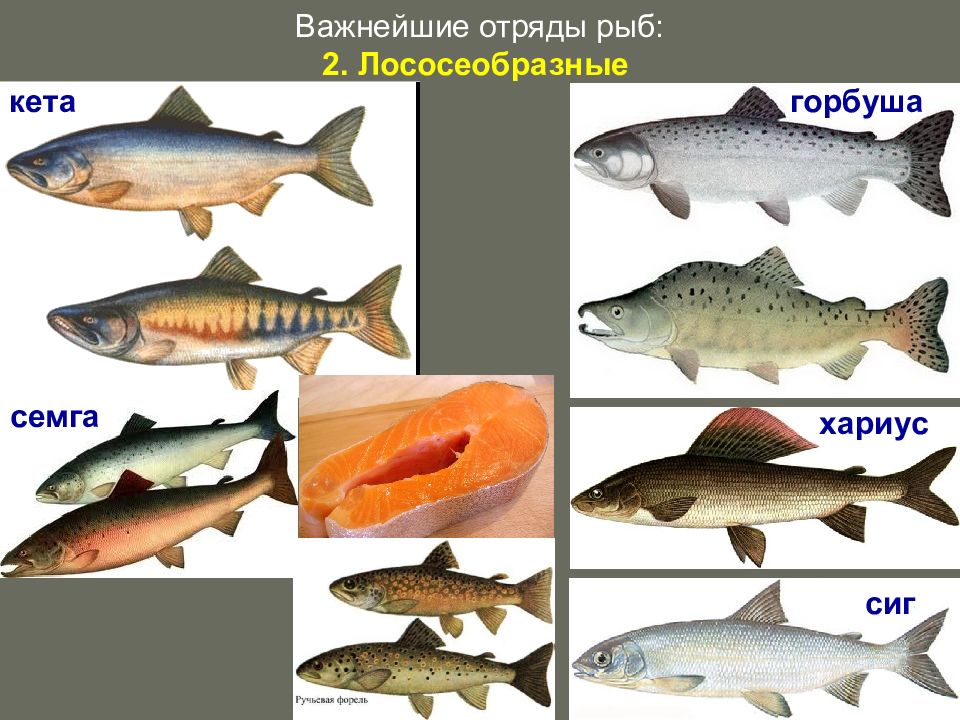 Красная рыба виды и названия. Лососеобразные горбуша. Горбуша семейство лососевых. Отряд Лососеобразные рыбы представители. Название рыб семейства лососевых красных рыб.