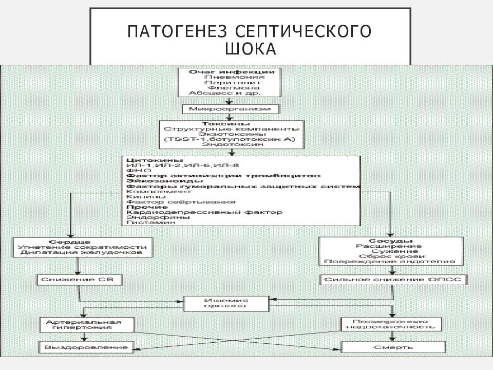 Схема иммунопатогенеза сепсиса