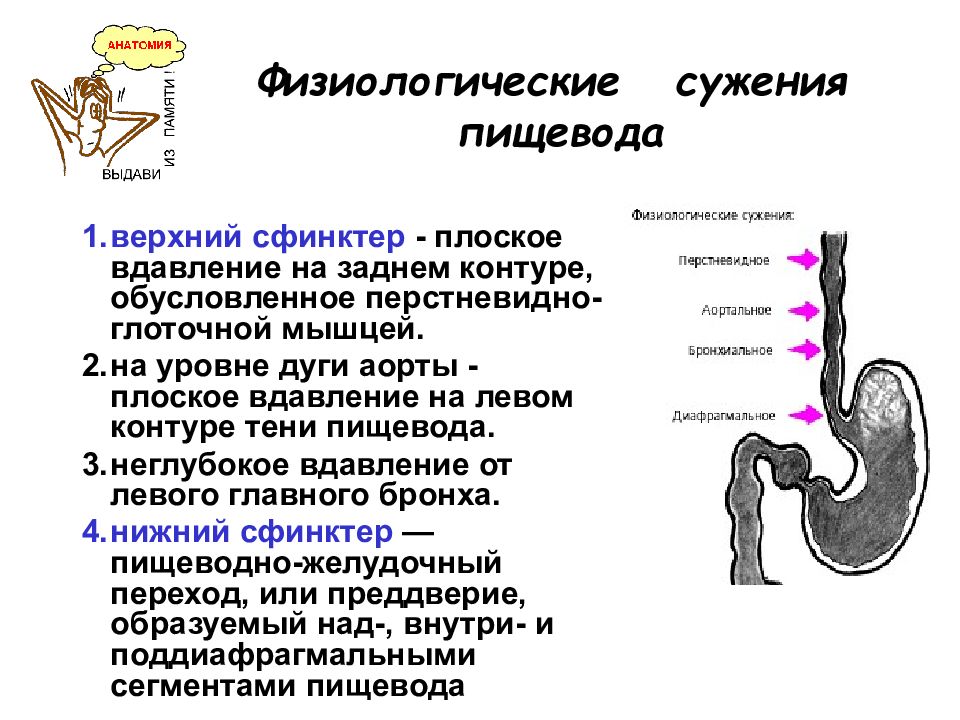 1 3 пищевода. Физиологические сужения пищевода. Сужения пищевода (oesophagus). Сужения желудка анатомия. Сфинктеры пищевода анатомия.