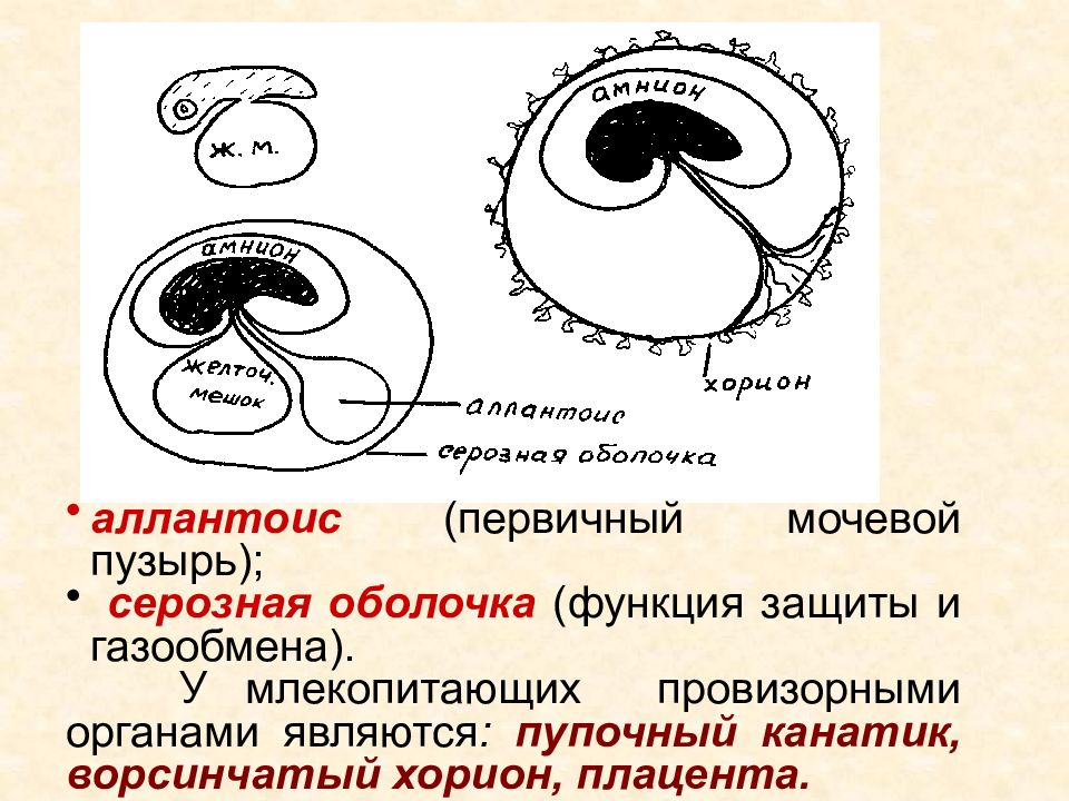 Провизорные органы человека. Хорион аллантоис. Эмбрион аллантоис. Аллантоис и пупочный канатик. Аллантоис эмбриология.