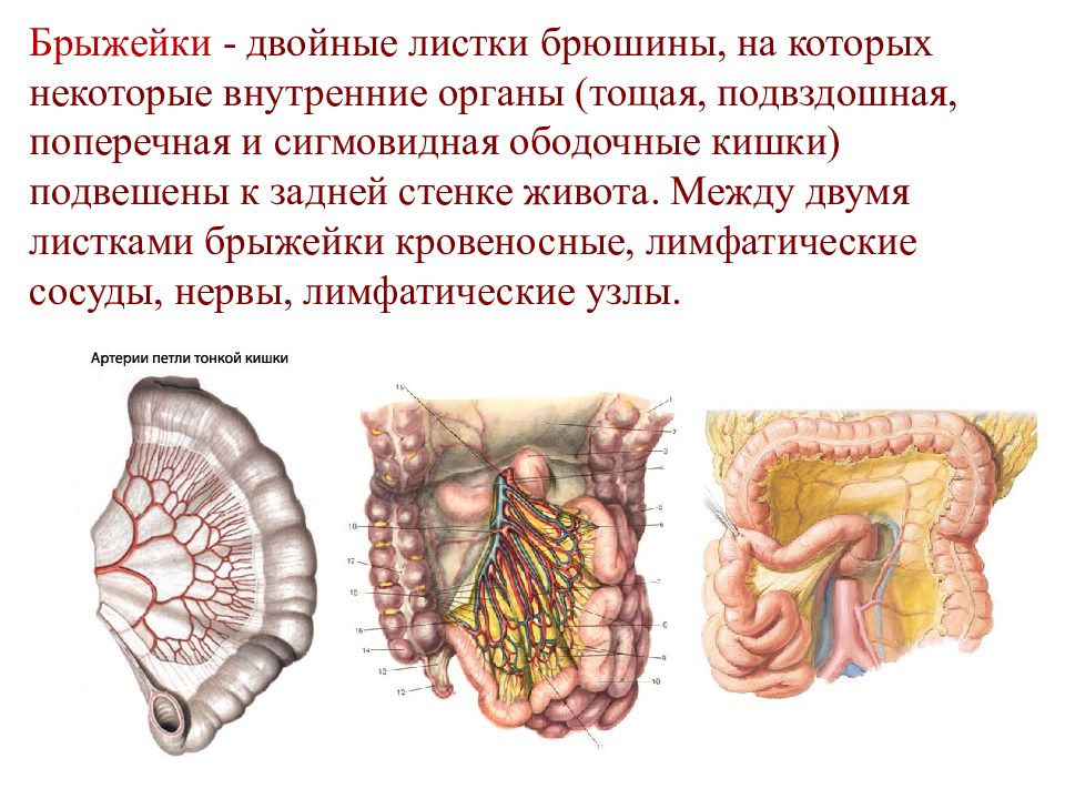 Что такое брыжейка кишечника у человека картинки