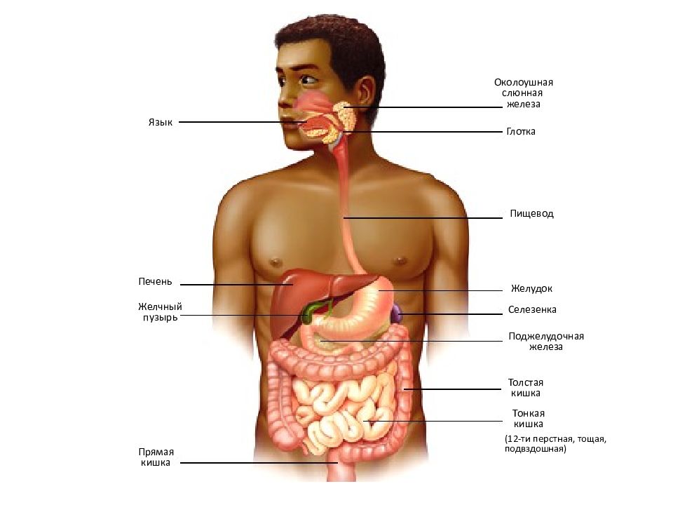 Строение человека печень желудок. Пищеварительная система 12 перстная тощая. Пищеварительная система человека селезенка. Пищеварительный тракт анатомия селезенка. Задний отдел пищеварительной системы.