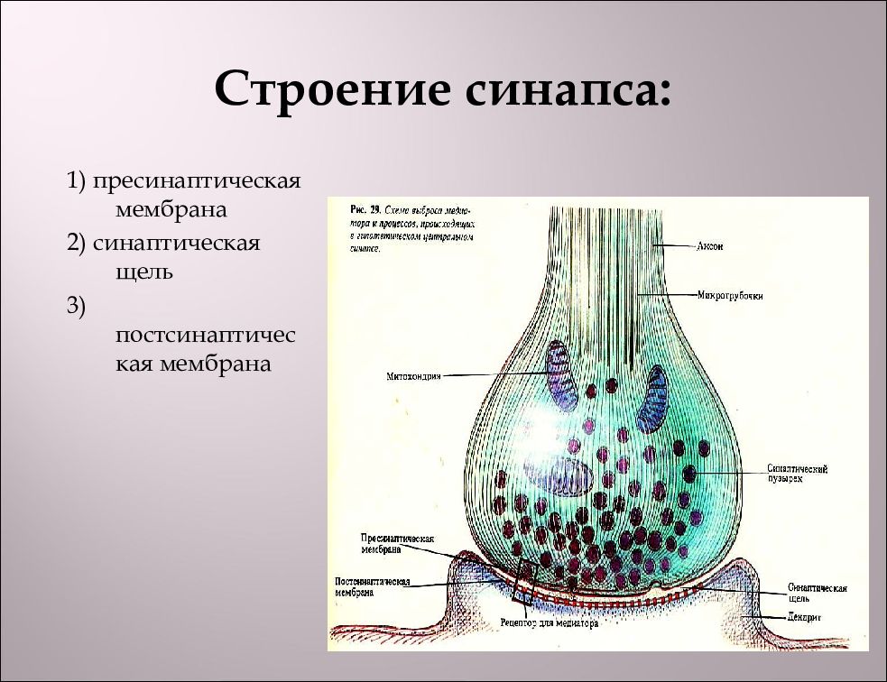 Схема строения синапса