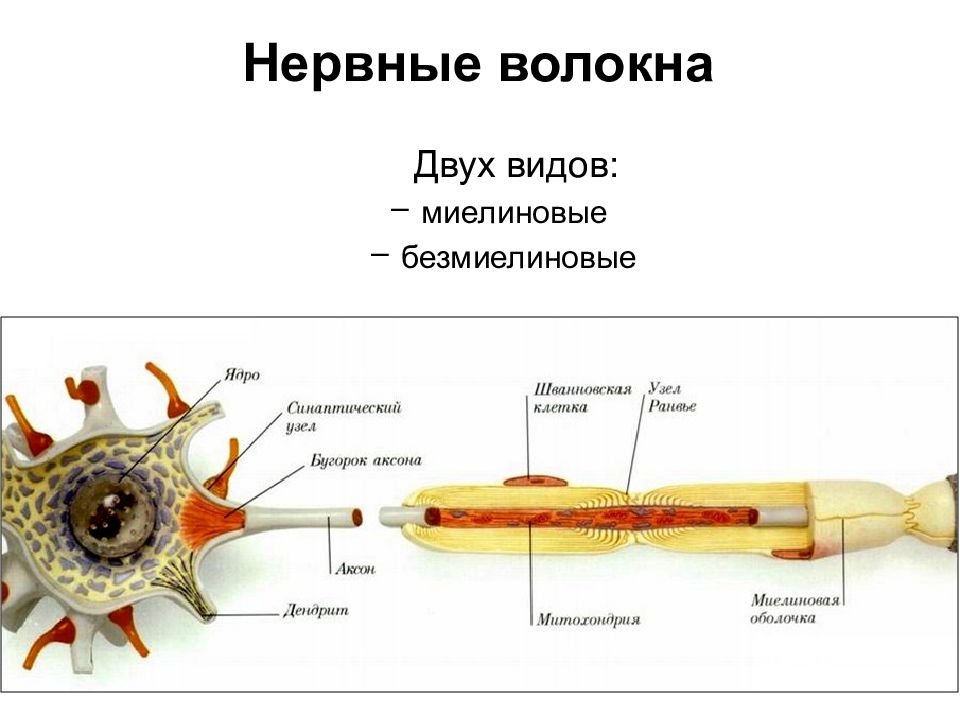 Рисунок миелиновые нервные волокна