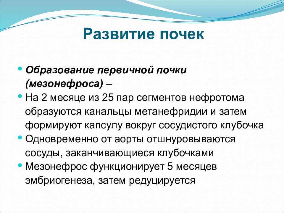 Первичного развития. Развитие почки. Стадии развития почки. Стадии формирования почки. Источник развития почки.