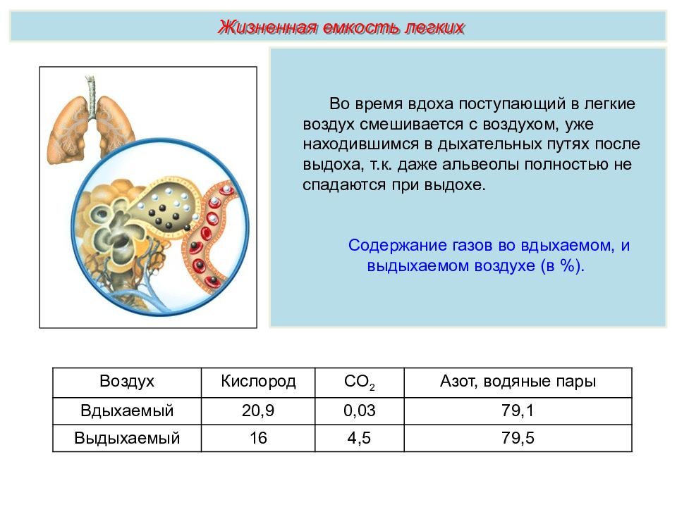 Дыхательная система презентация пименов