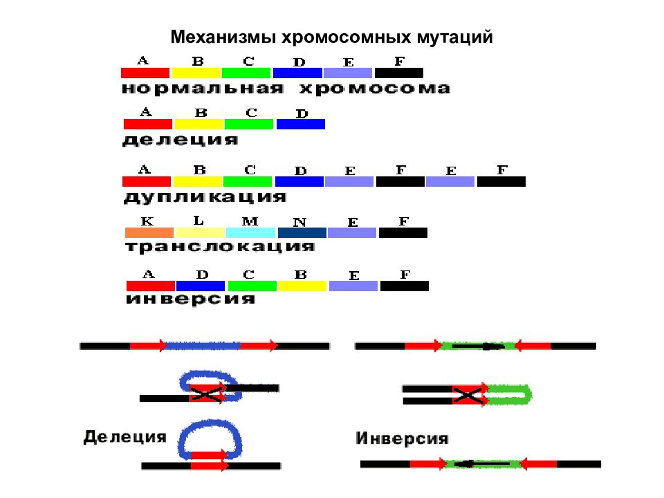 Виды хромосомных мутаций. Механизмы хромосомных мутаций. Механизмы возникновения хромосомных мутаций. Механизм образования хромосомных мутаций. Схема образования хромосомных мутаций.