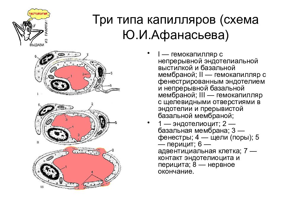 Мембраны 3 типа. Гемокапилляр строение стенки. Генмокапилляры строение стенки. Схема ультрамикроскопического строения трех типов гемокапилляров. Строение капилляра соматического типа.