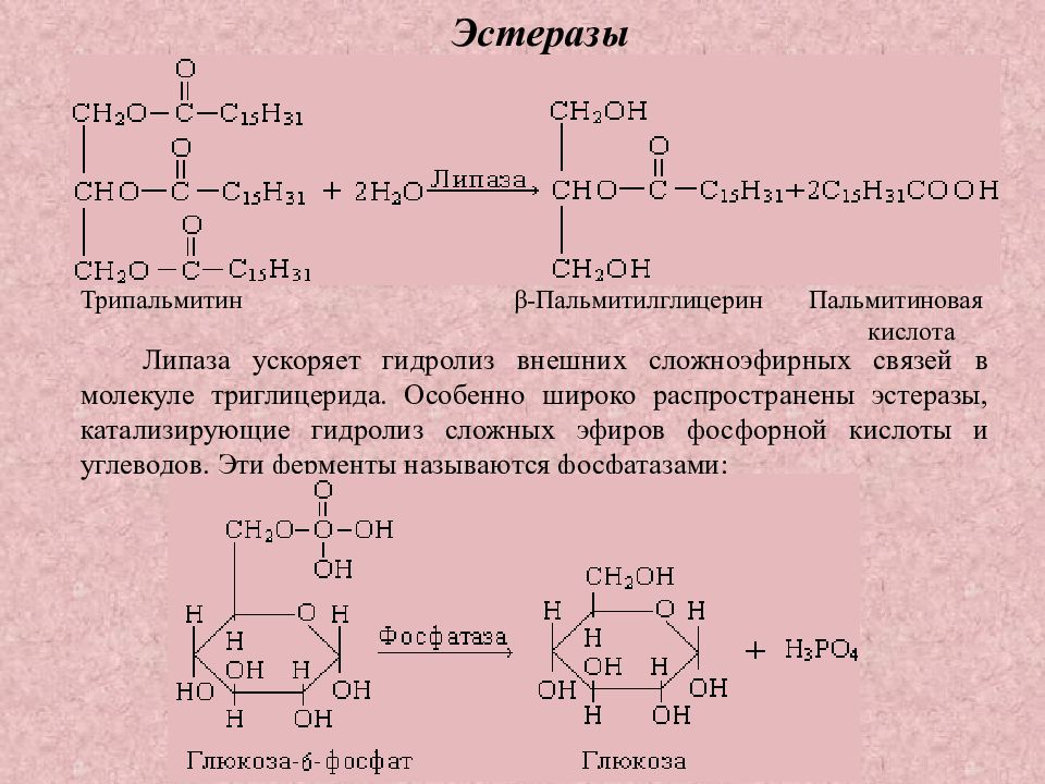 Трипальмитин гидролиз. Эстеразы катализируют гидролиз. Реакция ферментативного гидролиза трипальмитина. Уравнение реакции гидролиза трипальмитина. Гидролиз сложноэфирной связи.