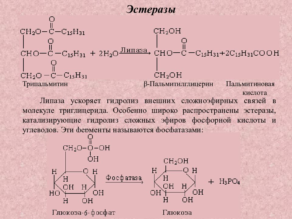 Гидролиз жиров ферменты