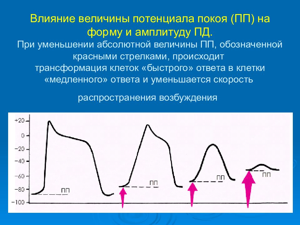 Абсолютная величина потенциала. Величина потенциала покоя. Факторы влияющие на потенциал покоя. Амплитуда потенциала покоя. Факторы, влияющие на величину потенциала покоя клетки.