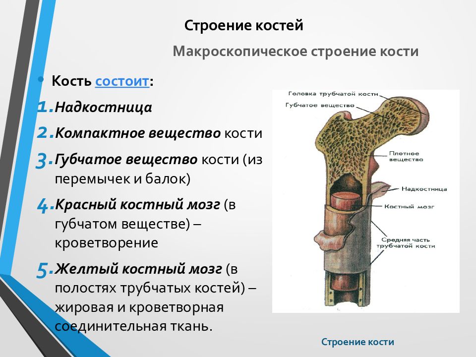 Рисунок компактное вещество кости