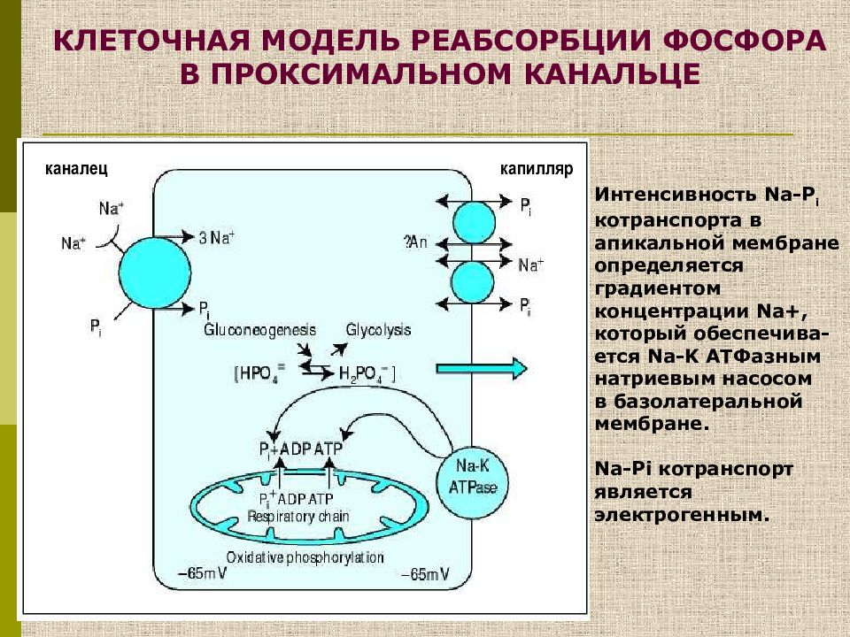 Обмен кальция