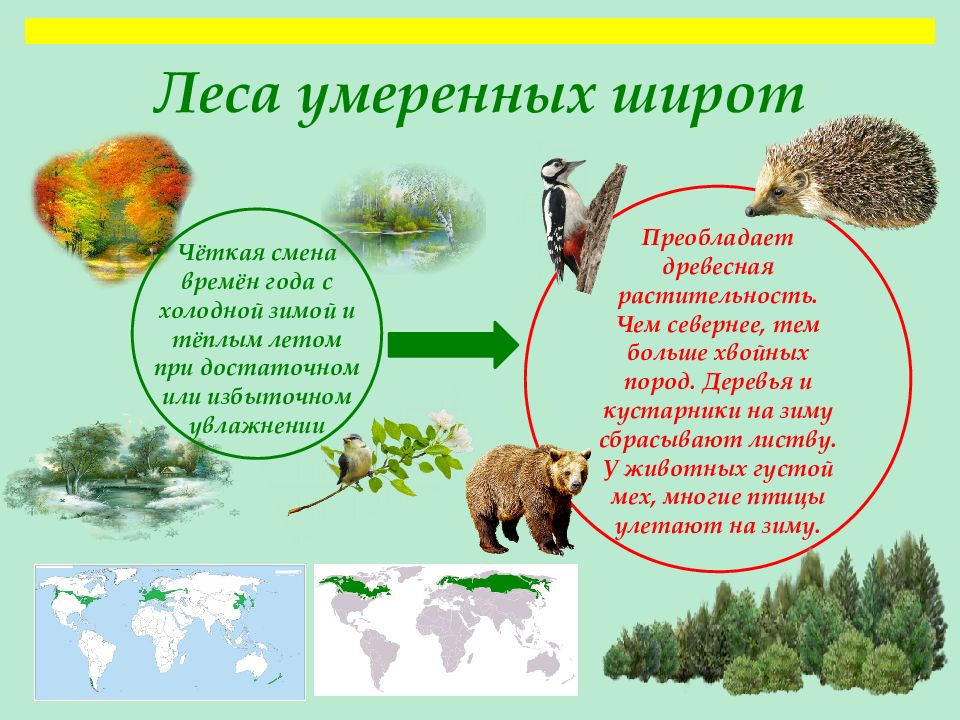 Растительный и животный мир земли 7 класс. Леса умеренных широт животные. Лес умеренных широт. Презентация леса умеренных широт. Растительный и животный мир земли.