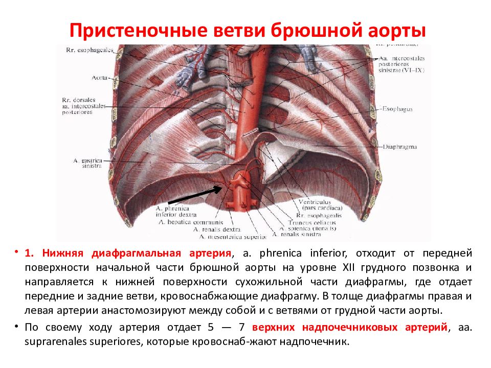 Ветви брюшной части аорты схема