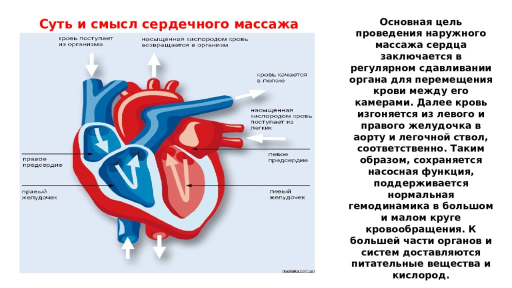 Спортивное сердце презентация