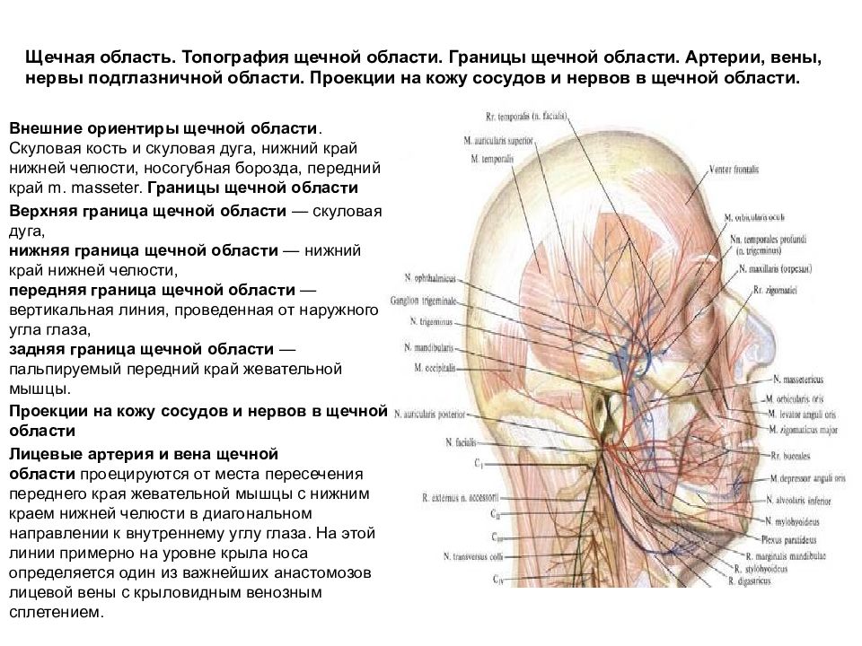 Отдел затылок. Мозговой отдел головы деление на области топографическая анатомия. Проекция сосудов и нервов свода черепа. Топография щечной области. Топография свода черепа.