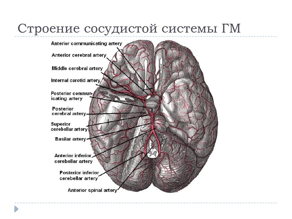 Сосудистые поражения головного мозга. Строение сосудистой системы ГМ. Сосудистые заболевания головного мозга презентация. Заболевание сосудов на латинском.