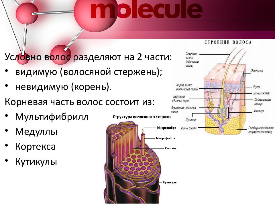 Проект на тему волосы человека