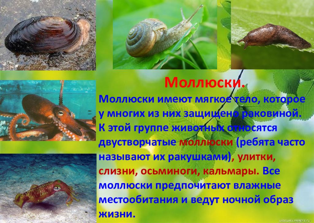 Улитка слизень осьминог. Сообщение о моллюсках. Моллюски доклад. Беспозвоночные животные. Сообщение про моллюсков.