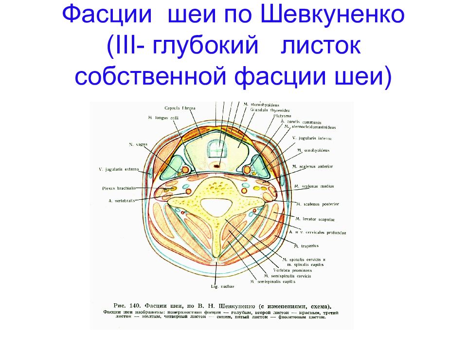 Фасции шеи схема