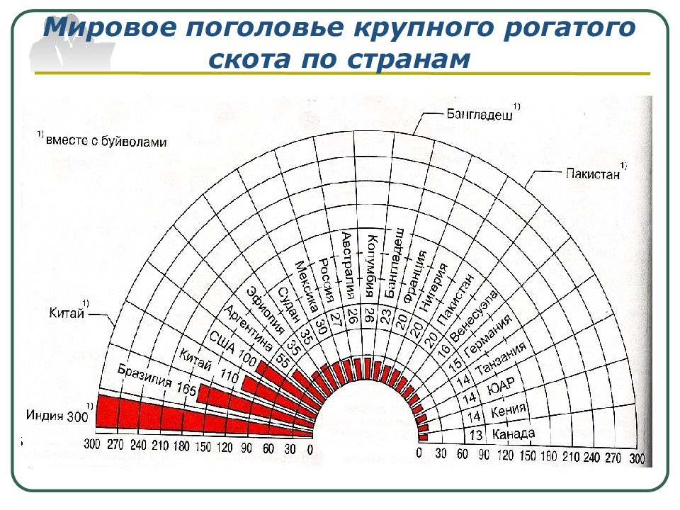 Страны лидеры рогатого скота. Страны лидеры рогатого скота