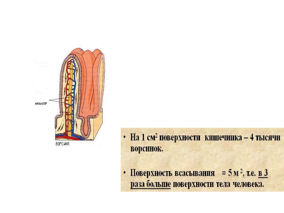 Физиология 1 лекция