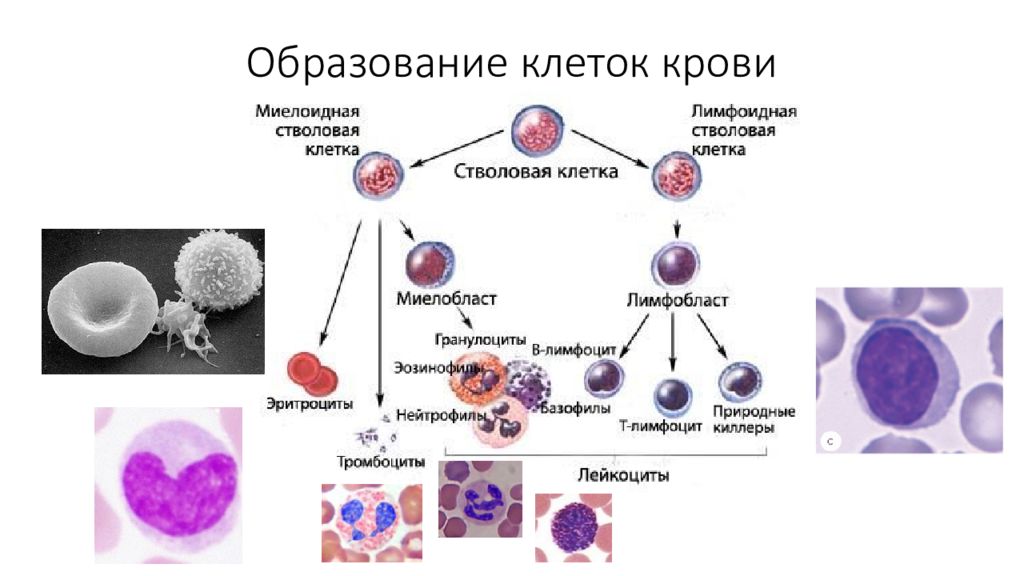 Тест клетки крови. Схема образования кровяных клеток. Деление клеток крови схема. Схема образования белых клеток крови. Образование клеток крови теория.