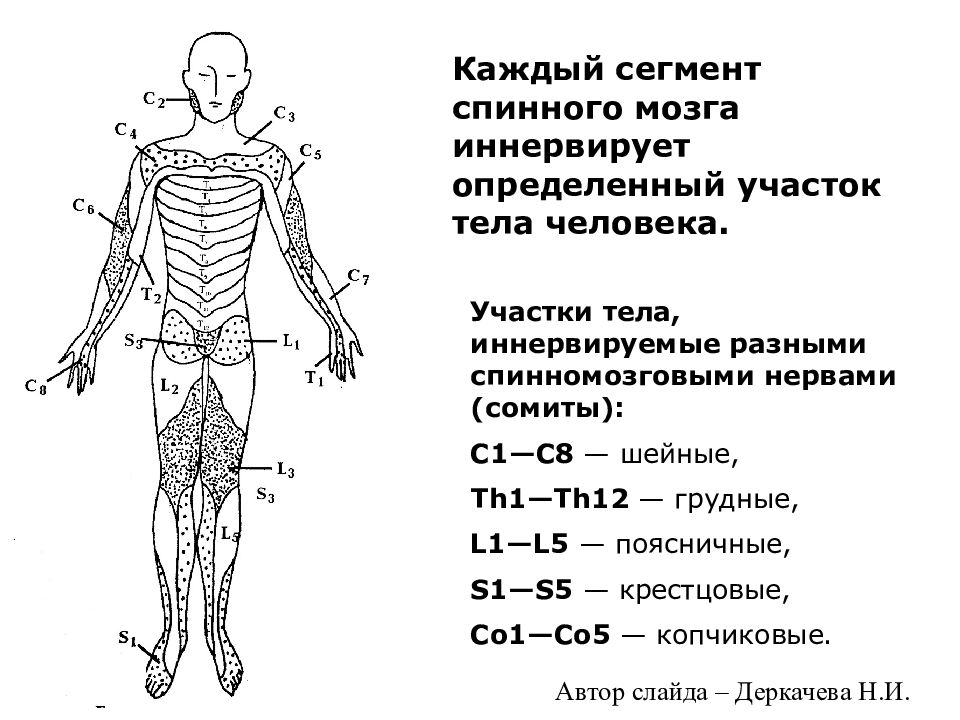 Какие участки тела. Зоны иннервации спинномозговых нервов схема. Сегментарная иннервация тела человека схема. Сегменты спинного мозга схема иннервации. Схема иннервации тела человека сегментами спинного мозга.