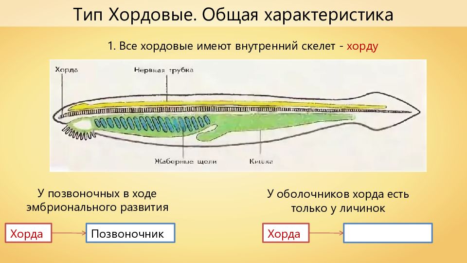 Нервная система хордовых