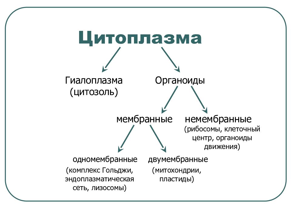 Презентация мембранные органоиды клетки