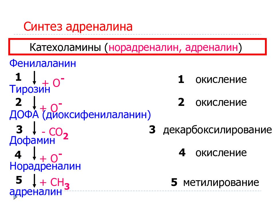 Образование адреналина. Синтез адреналина биохимия. Схема синтеза адреналина. Реакция образования адреналина. Биосинтез норадреналина.