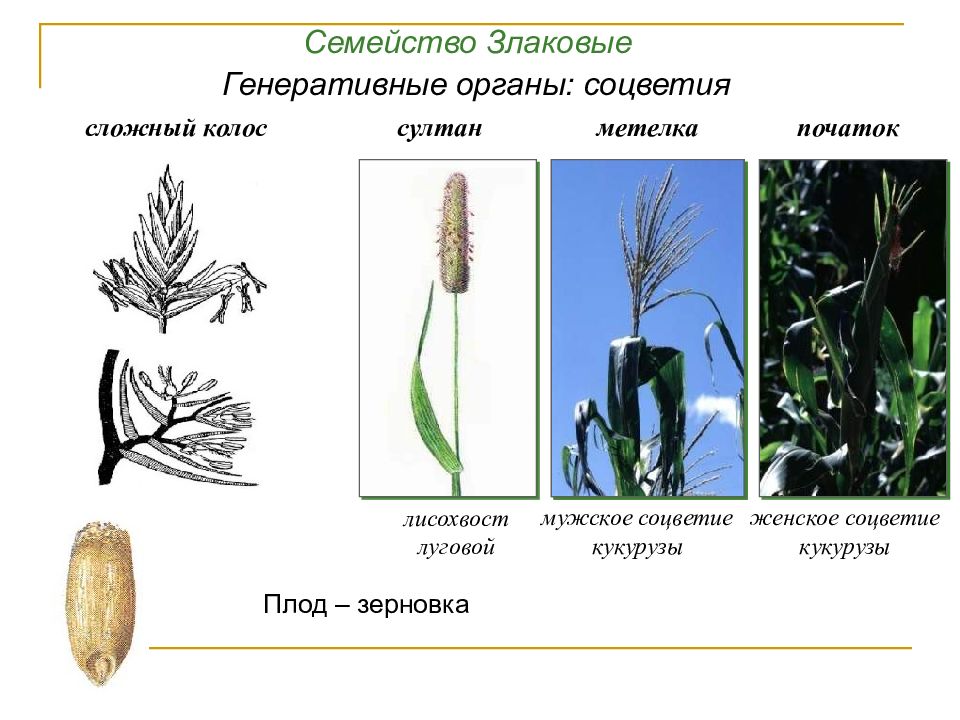 Генеративные органы злаков рисунок егэ с подписями