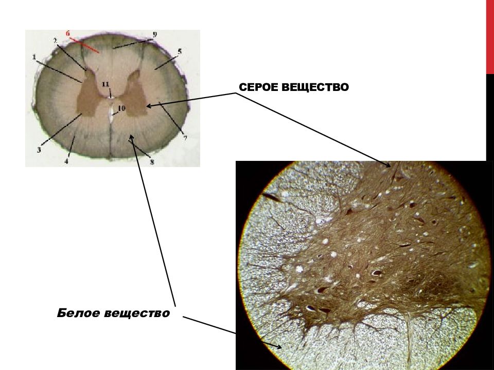 Серное вещество. Серое и белое вещество. Белое и серое вещеества. Серое вещество нервной системы это. Белое вещество.