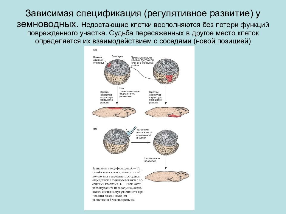 Клетки места. Инволюция у амфибий. Кортикальная ротация у амфибий. Регулятивное развитие это в биологии. Утрата функций в биологии.