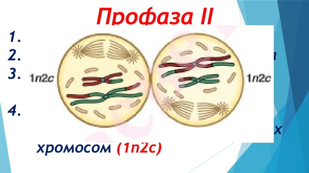 Мейоз 1 рисунок. Профаза мейоза 2. Редукционное деление профаза 2. Мейоз 2 профаза 2. Профаза мейоза 1 и 2.