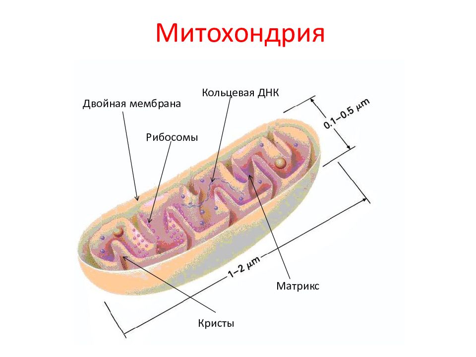 Происходит в мембранах крист