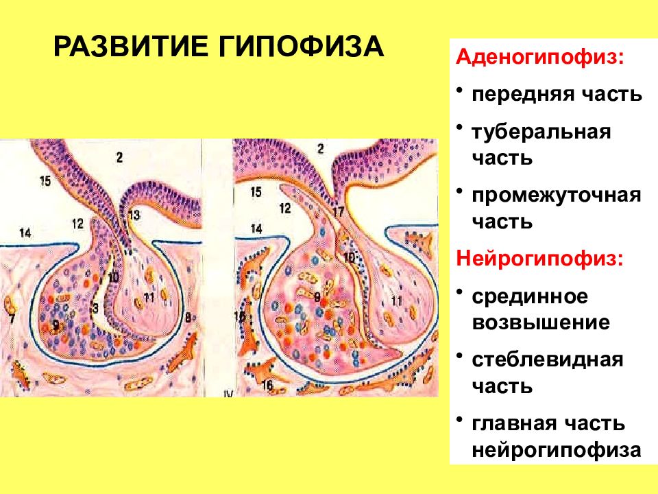 Нейрогипофиз