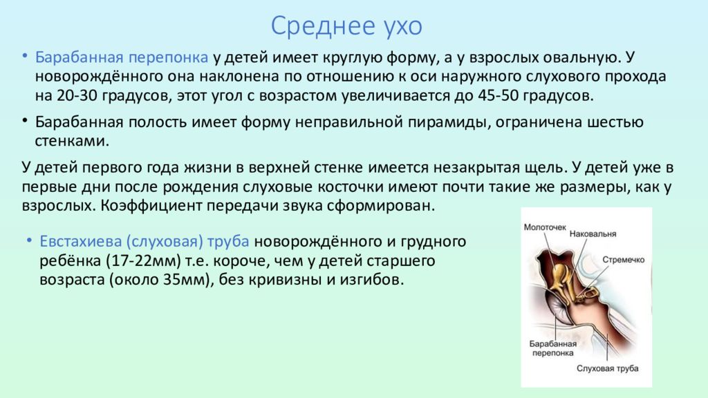 Возраст ушей. Возрастные особенности органа слуха. Возрастные особенности среднего уха. Возрастные особенности органа слуха у детей. Развитие и возрастные особенности органа слуха.