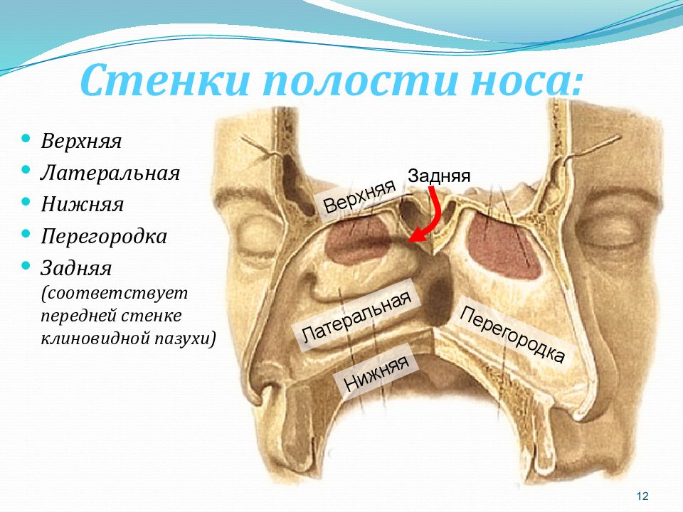 Анатомия носа презентация