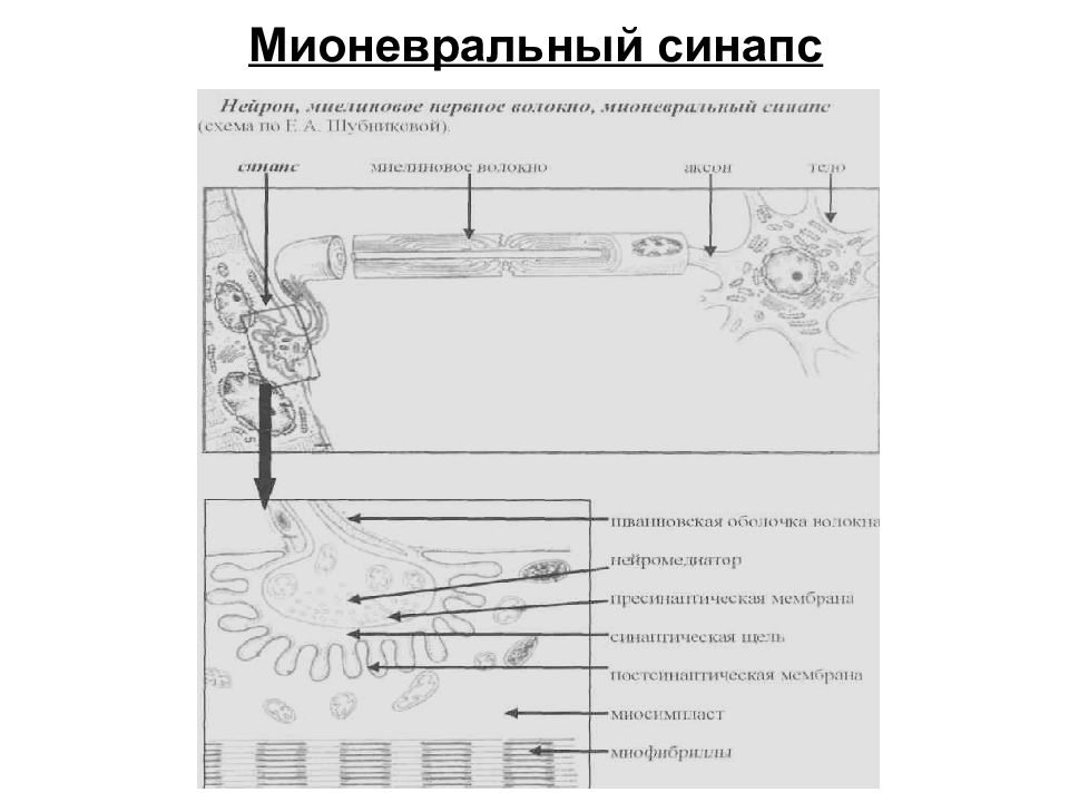 Мионевральный синапс. Схема мионеврального синапса. Мионевральный синапс механизм передачи. Строение и работа мионеврального синапса.