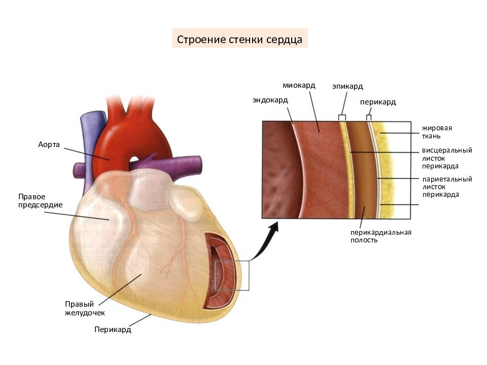 Стенки сердца