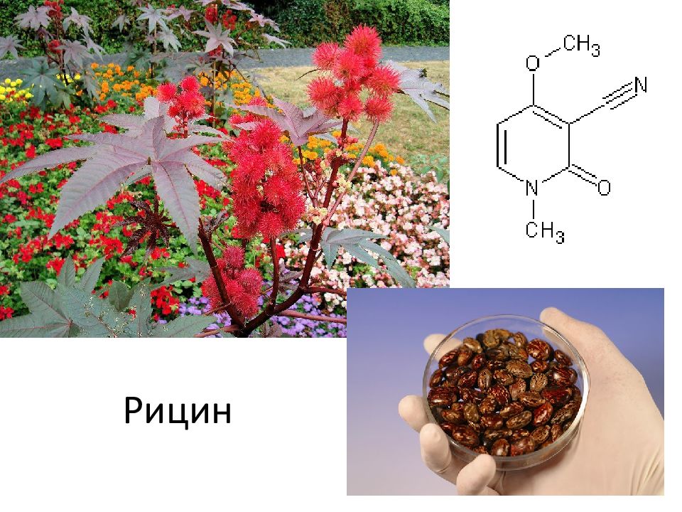 рицин семена клещевины. клещевина занзибар грин. яд рицин растение. клещевина импала. пальма клещевина.