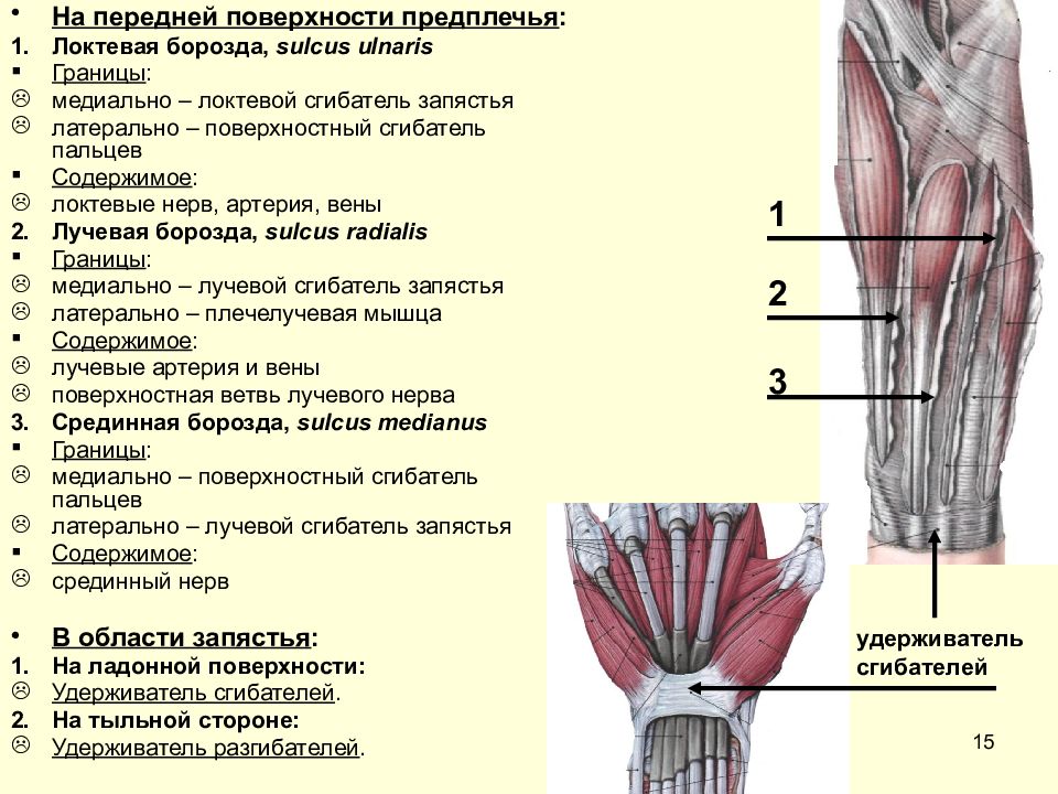 Мышцы предплечья и кисти