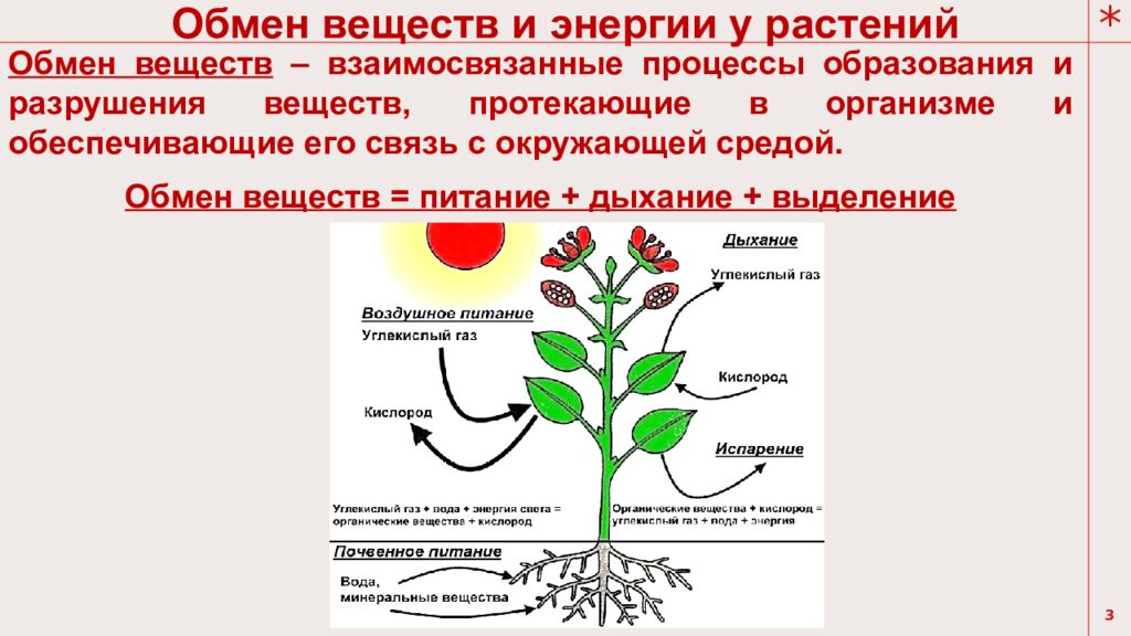 Тема урока: Обмен веществ у растений
